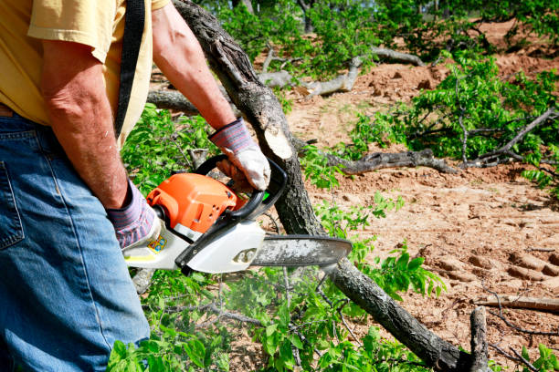 How Our Tree Care Process Works  in  Palmyra, PA